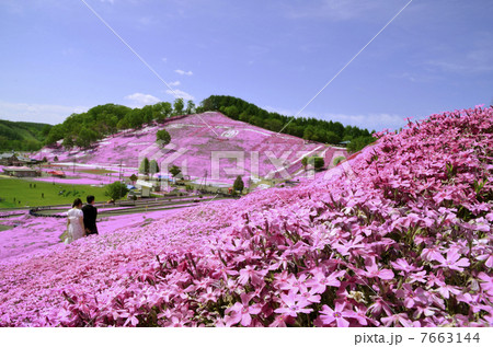 北海道大空町　芝桜公園　 7663144