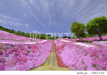 北海道大空町　芝桜公園　 7663150
