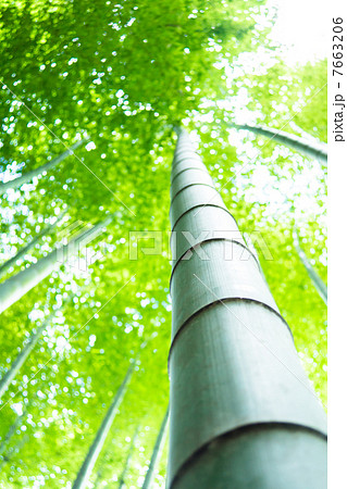 静寂の竹林 静寂の竹林 7663206
