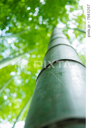 静寂の竹林 静寂の竹林 7663207