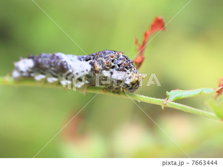 ナミアゲハ幼虫の擬態（若齢幼虫） 7663444