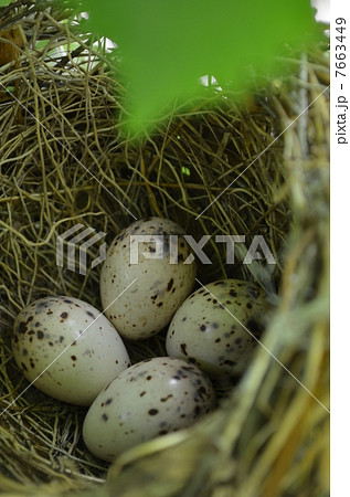 ヒヨドリの卵 7663449