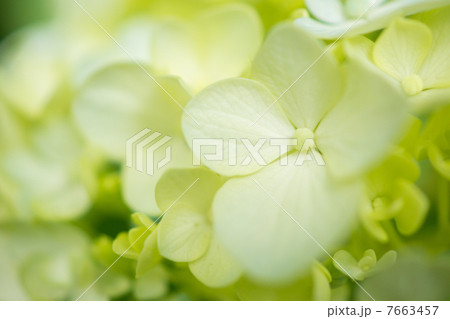 紫陽花 紫陽花 7663457