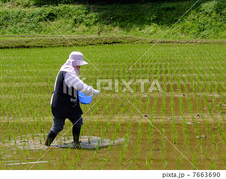 田植え 田植え 7663690