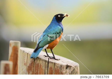 餌を運ぶ親鳥 餌を運ぶ親鳥 7663709