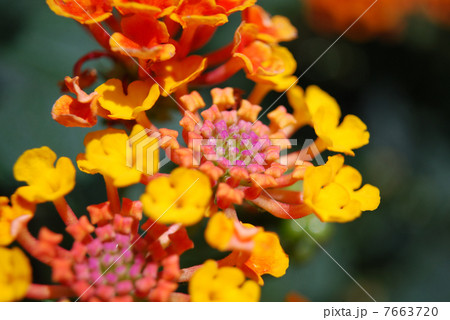 ランタナ 7663720