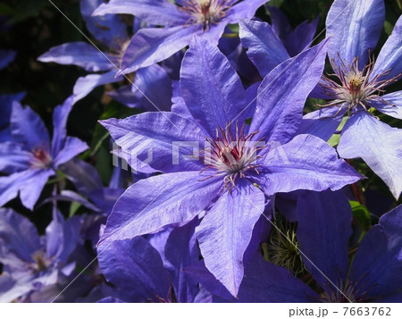 クレマチス（藤娘） 7663762