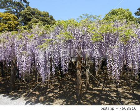 特別天然記念保存木「牛島の藤」(埼玉県春日部市牛島、藤花園) 7663816