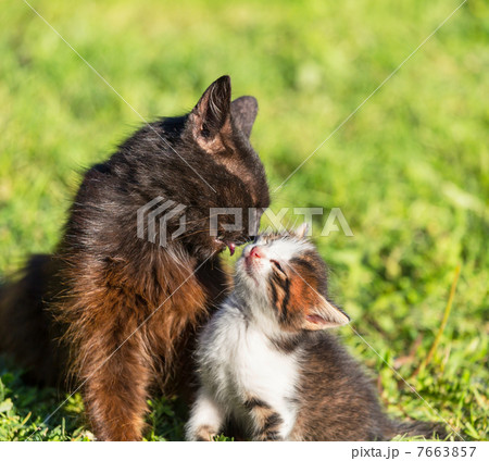 Cat Cat 7663857