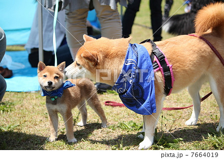 豆柴の子犬と柴犬 7664019