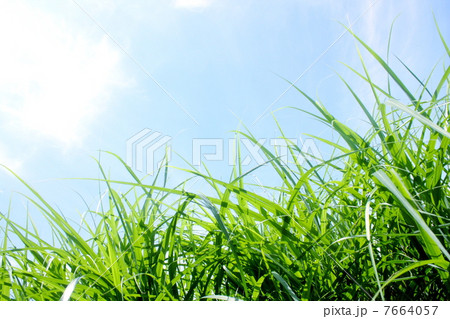 草むらの向こうの空 7664057