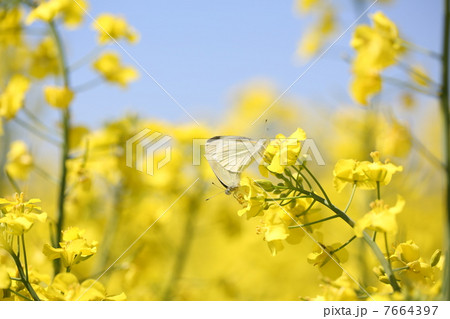 菜の花と蝶 菜の花と蝶 7664397