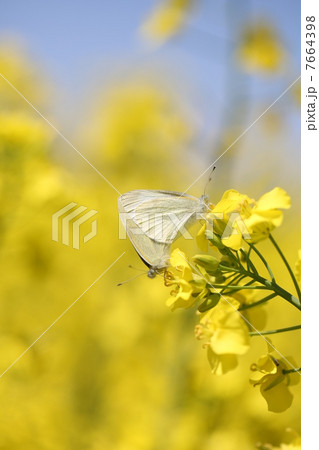 菜の花と蝶 菜の花と蝶 7664398