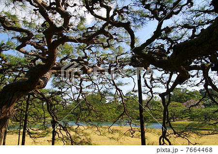 栗林公園の箱松 7664468