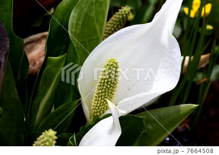 尾瀬国立公園 尾瀬ヶ原に咲く水芭蕉 尾瀬国立公園 尾瀬ヶ原に咲く水芭蕉 7664508