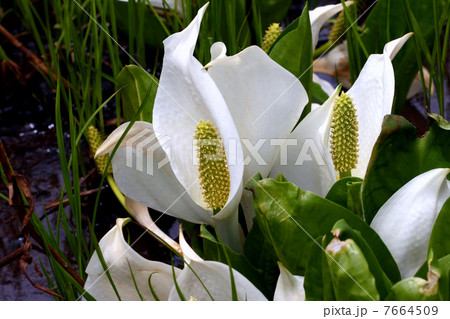 尾瀬国立公園 尾瀬ヶ原に咲く水芭蕉 尾瀬国立公園 尾瀬ヶ原に咲く水芭蕉 7664509