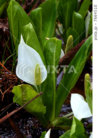 尾瀬国立公園 尾瀬ヶ原に咲く水芭蕉 尾瀬国立公園 尾瀬ヶ原に咲く水芭蕉 7664510