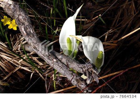 尾瀬国立公園 尾瀬ヶ原に咲く水芭蕉 尾瀬国立公園 尾瀬ヶ原に咲く水芭蕉 7664534