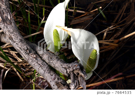 尾瀬国立公園　尾瀬ヶ原に咲く水芭蕉 7664535