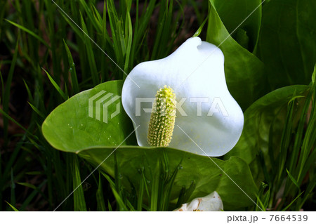 尾瀬国立公園 尾瀬ヶ原に咲く水芭蕉 尾瀬国立公園 尾瀬ヶ原に咲く水芭蕉 7664539