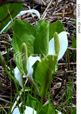 尾瀬国立公園　尾瀬ヶ原に咲く水芭蕉 7664545