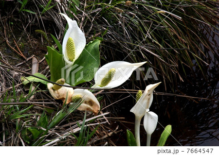 尾瀬国立公園　尾瀬ヶ原に咲く水芭蕉 7664547
