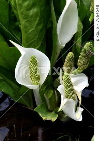 尾瀬国立公園　尾瀬ヶ原に咲く水芭蕉 7664548