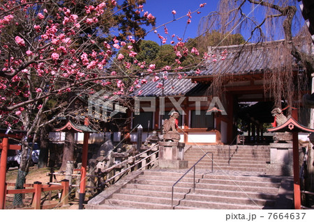 氷室神社境内に咲く梅 氷室神社境内に咲く梅 7664637
