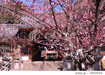 氷室神社境内に咲く梅 7664640