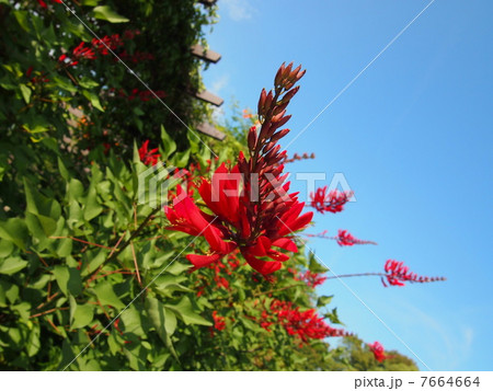 珊瑚刺桐 7664664