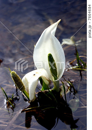 尾瀬国立公園 尾瀬ヶ原に咲く水芭蕉 尾瀬国立公園 尾瀬ヶ原に咲く水芭蕉 7664684