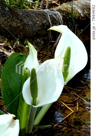 尾瀬国立公園　尾瀬ヶ原に咲く水芭蕉 7664692