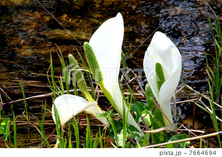 尾瀬国立公園　尾瀬ヶ原に咲く水芭蕉 7664694