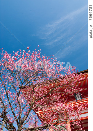 清水寺 仁王門(赤門) 清水寺 仁王門(赤門) 7664785
