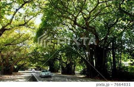 アメリカ　フロリダ州　コーラル・ゲーブルズ市の風景 7664831