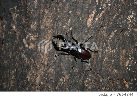 ノコギリクワガタ 7664844