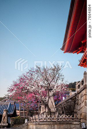 清水寺　紅梅・白梅 7664864