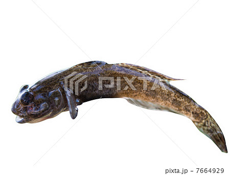 gobius fish 7664929