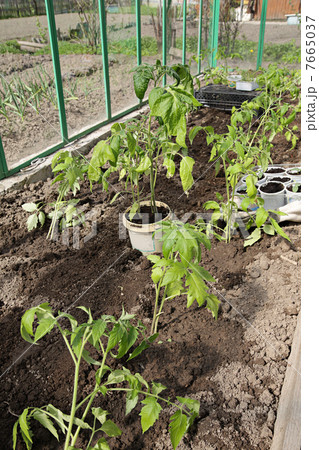Greenhouse 7665037