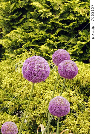 ギガンチューム ギガンチューム 7665157