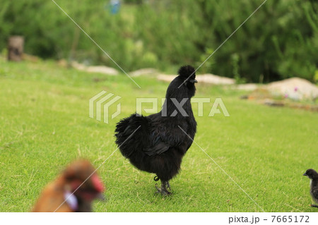 放し飼いの烏骨鶏 7665172