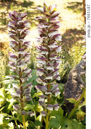 アカンサス 7665187