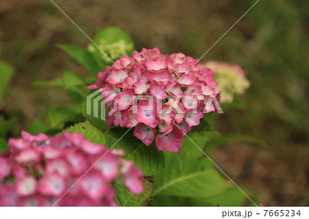 ピンクの紫陽花 7665234