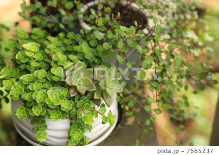 多肉植物とワイヤープランツ 7665237