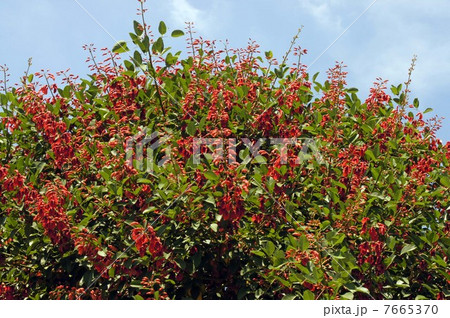 アメリカデイゴ・満開の花 7665370