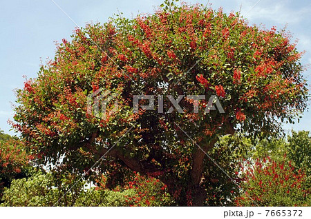 アメリカデイゴ・満開の花 アメリカデイゴ・満開の花 7665372