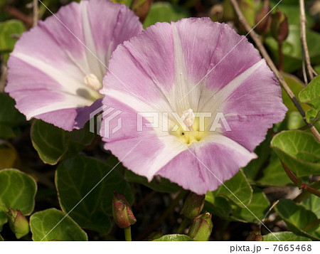 ハマヒルガオ ハマヒルガオ 7665468