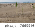 砂浜のササ 7665546