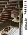 神社の鈴 7665548