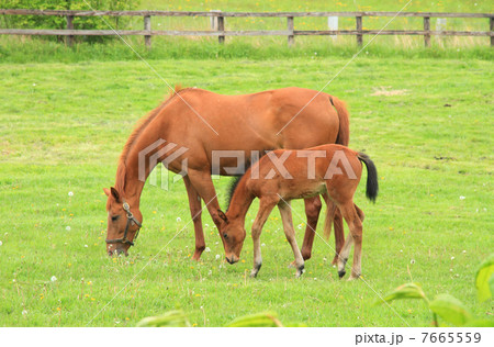 牧場で草を食べる馬の親子の写真素材
